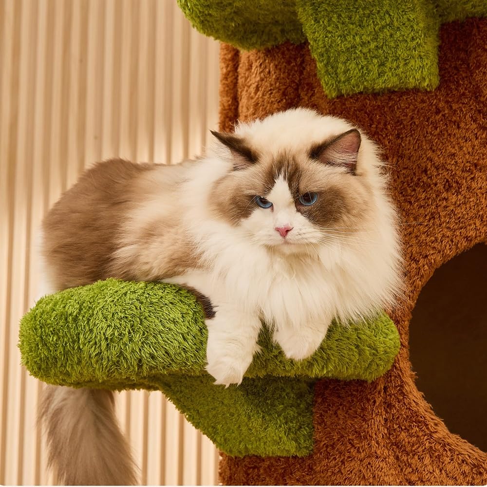 Osilgan kokraklarda katta nipellar